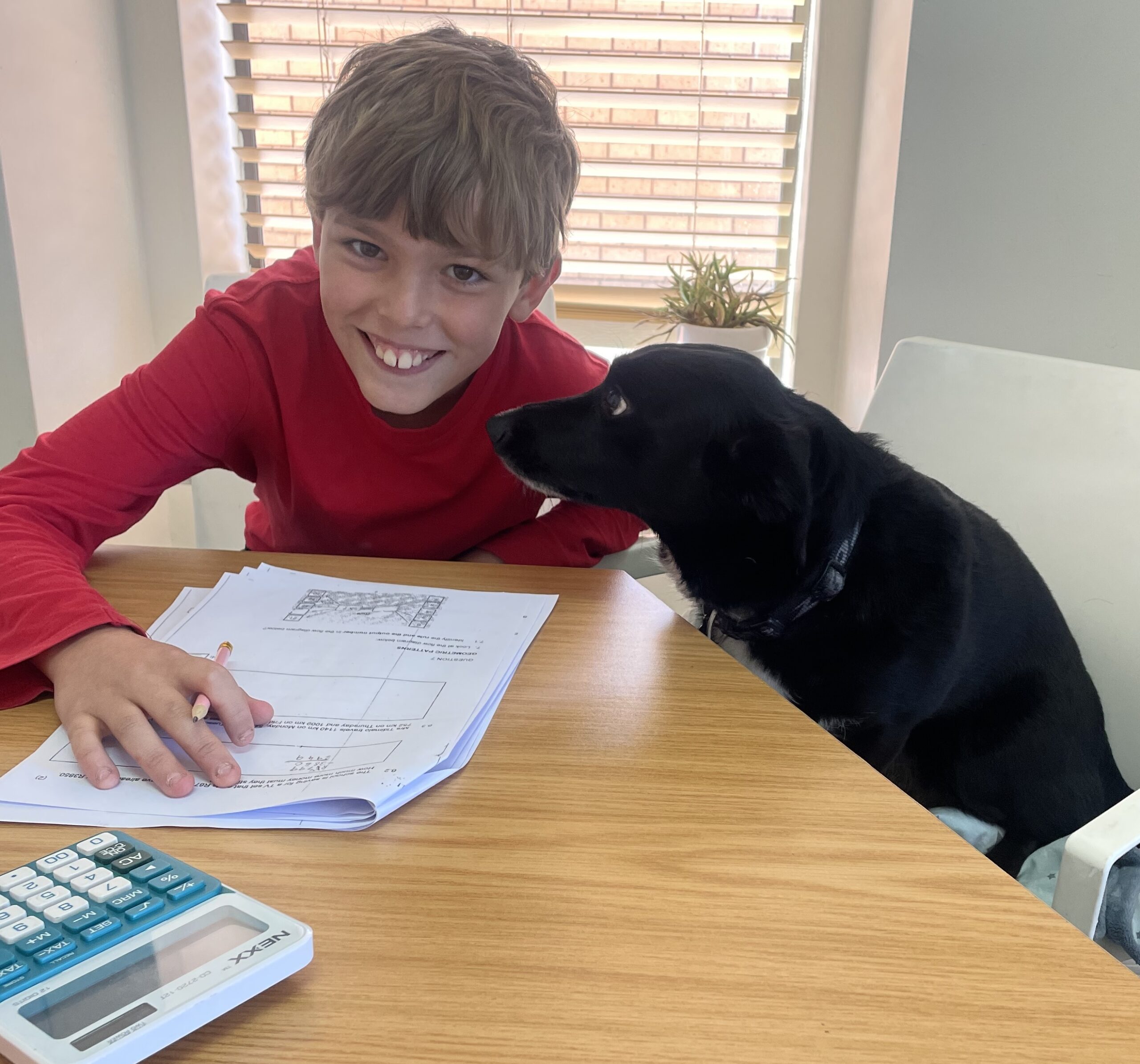 Boy at tutoring session being entertained by Einstein the dog